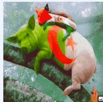 Algerie GIF