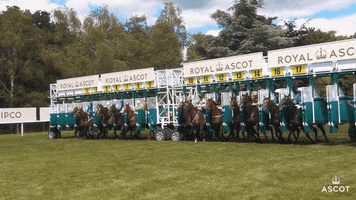 AscotRacecourse racing start horses field GIF