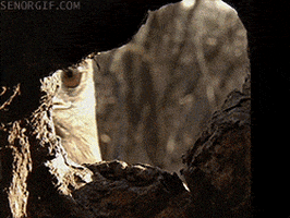 Cocaine We Are Going To Die GIF