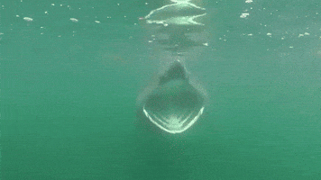 Marine Life Shark GIF by Oceana
