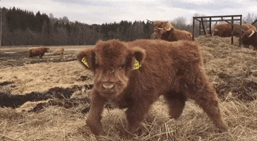 Cute GIF