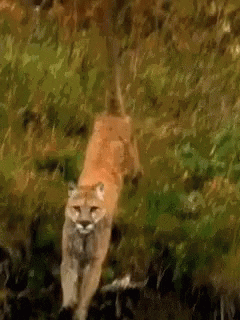 My Sexy Cougar GIFs - Get the best GIF on GIPHY