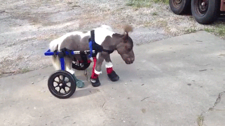 Horse Stepping GIF by Digg - Find & Share on GIPHY