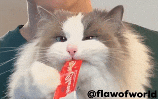 Hungry Cat GIF