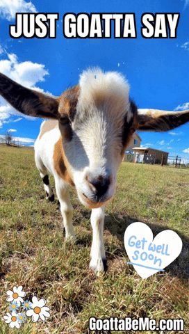 Feel Better Get Well Soon GIF by Goatta Be Me Goats! Adventures of Java, Toffee, Pumpkin and Cookie!