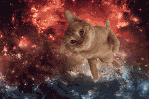 space cat GIF