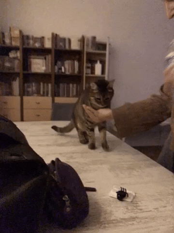 Animated GIF