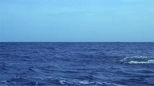 dolphin