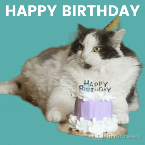 Kitten Eats Birthday Cake One Candle Pets Birthday Stock Video Footage by  ©StockSeller #574606902