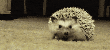 hedgehog GIF