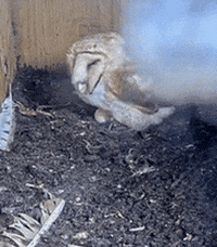 Bird GIF