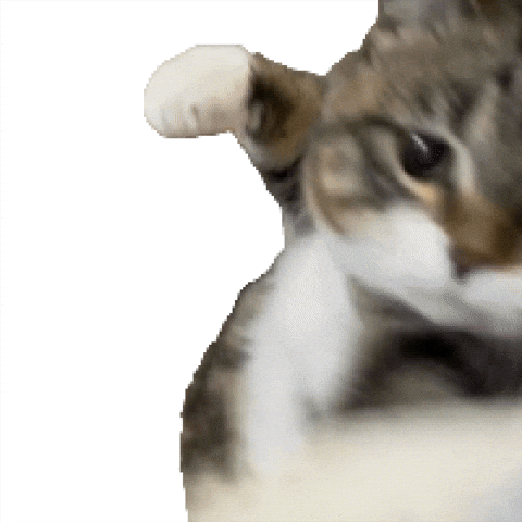Angry Cat GIF