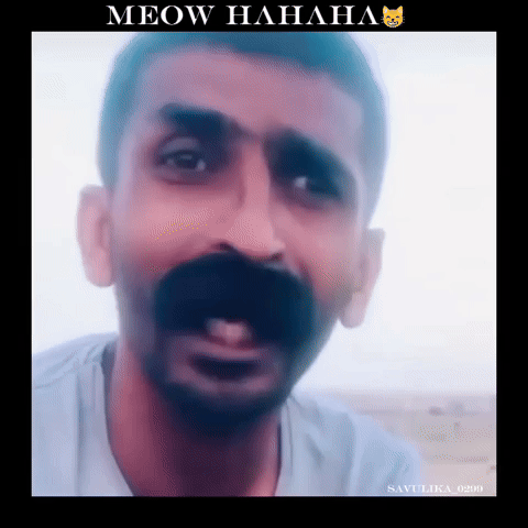 Meow GIF