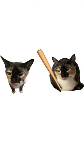 cultofbiscuit cat silly biscuit bonk GIF