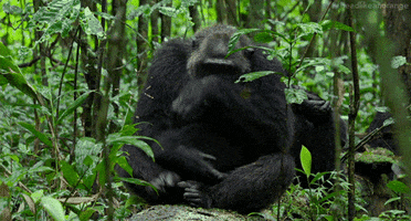 ape chimpanzee GIF by Head Like an Orange