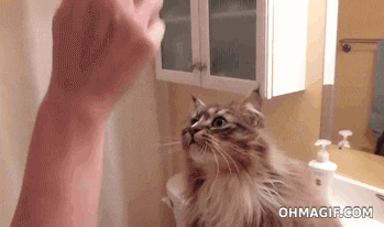 giphy.gif?cid=8fc3c89795646a22cd3b7b2f667501988aca8849dd1cc78f&rid=giphy.gif