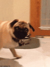 Funny Dog GIFs - Get the best GIF on GIPHY