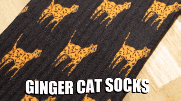 Gingercat GIF by catnipy