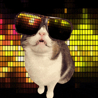 cool cat disco GIF