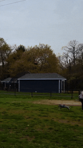 Frisbee Dog GIF