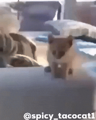 Kitty Kitten GIF