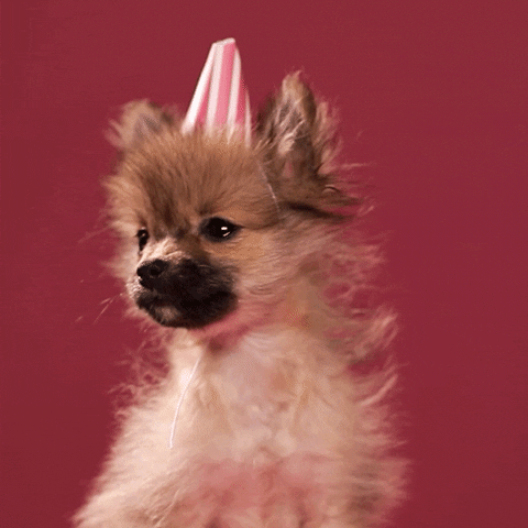 Dog Puppy Gif By Tuna The Pom - Find &Amp; Share On Giphy