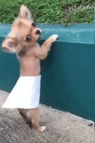 Video gif. Tiny dog looks back at us, standing on its hind legs and holding onto a sidewalk curb, with a sheet of toilet paper covering its belly and butt area, which falls down with the breeze.