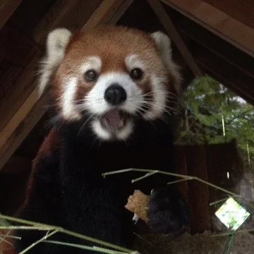 Excited Red Panda GIF by Oregon Zoo