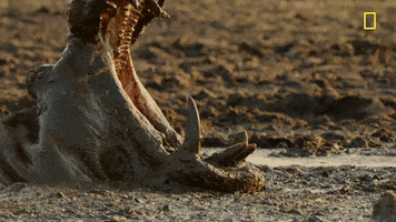 nat geo hippo GIF by National Geographic Channel