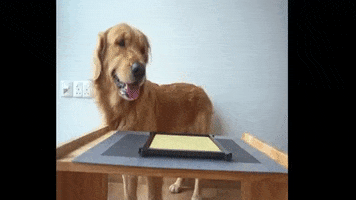Golden Retriever Goldie GIF by WoofWaggers