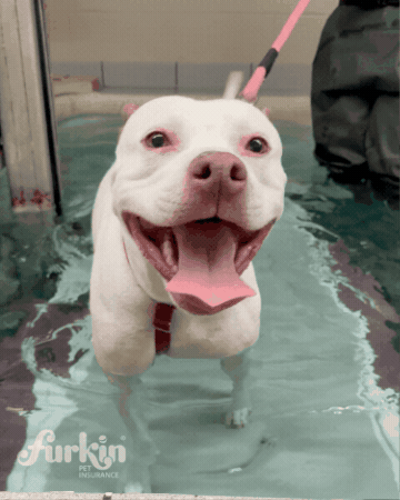 furkinpetinsurance GIF