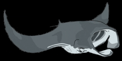 Orejademar GIF