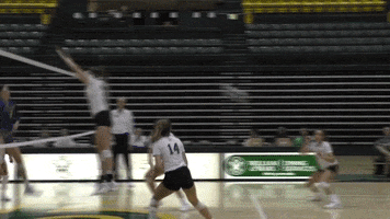 Tribevolleyball Wmtribe GIF by William & Mary Tribe Athletics