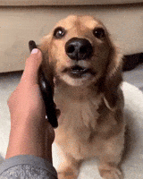 Dog Wow GIF by JustViral.Net