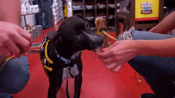 HallmarkChannel dog dogs puppy country music GIF