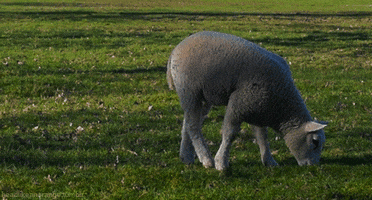sheep lamb GIF by Head Like an Orange