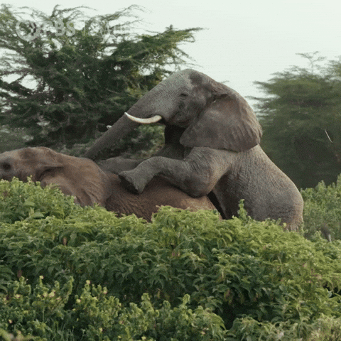 Explore Pbs Nature GIF by Nature on PBS