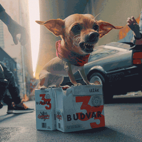 Budvar GIF