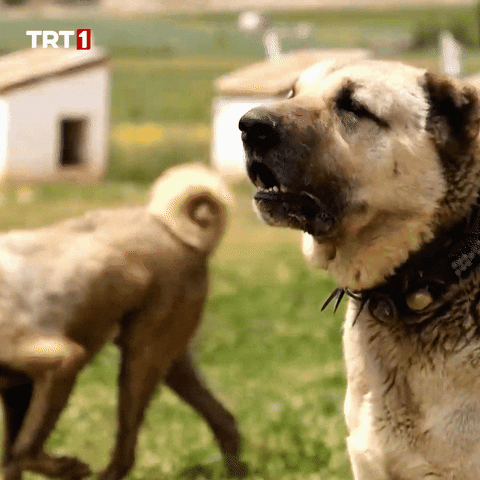 Dogs What GIF by TRT
