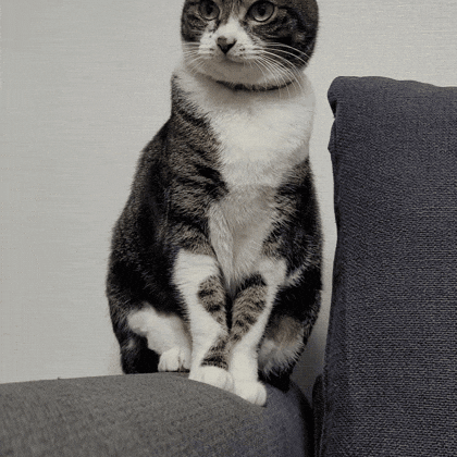 Cat Love GIF