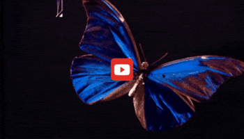 GIF by KQEDScience