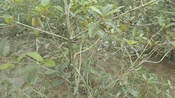 Kratom GIF