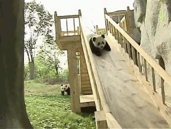 giphy.webp?cid=82a1493briukxwzb010almz9exjqaoffz2xy4dofo88wep84&rid=giphy.webp&ct=g
