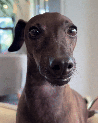 Dog 강아지 GIF