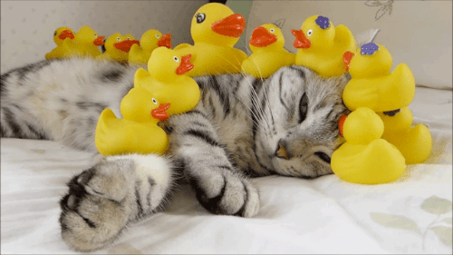 cat with rubber ducks