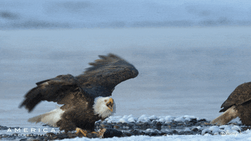 Wildlife gif. An eagle descends from the sky and approaches another on the ground, knocking it over.