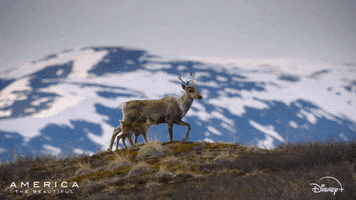 America Deer GIF by Nat Geo Wild