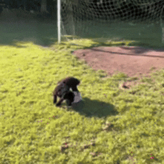 Lets Go Football GIF