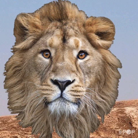 lion yawn GIF by GoPop