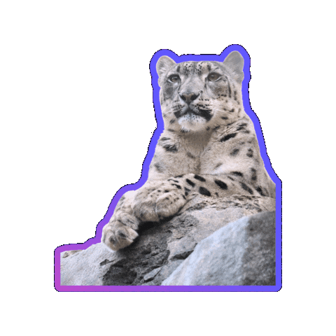 Cool Cat Sticker by Snow Leopard Conservancy